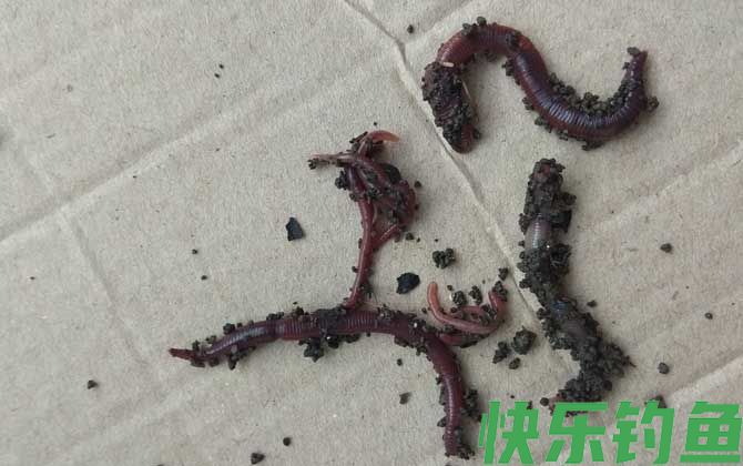 蚯蚓养殖