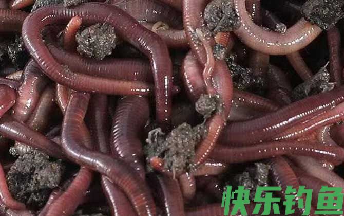 蚯蚓养殖