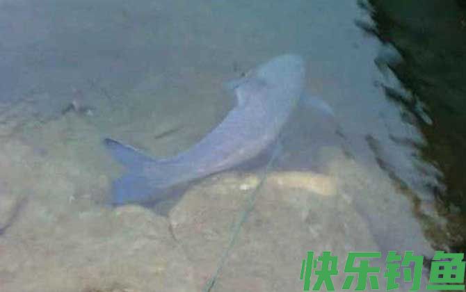 青鱼