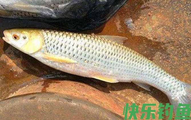 红眼鱼