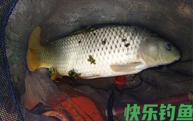 鲤鱼