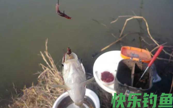 蚯蚓钓鱼