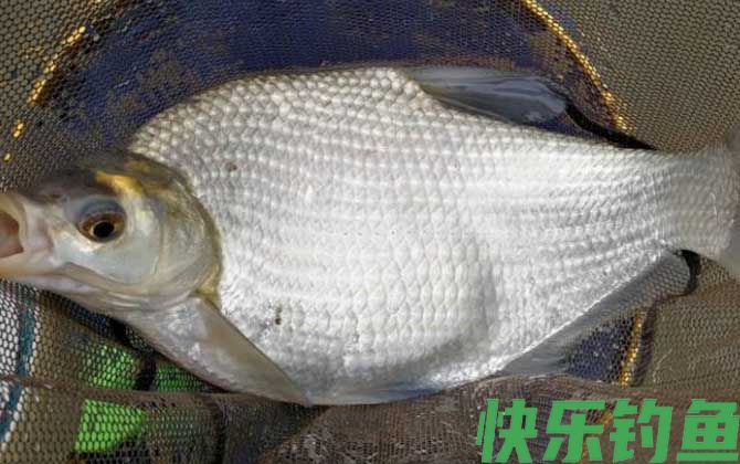 春季钓鱼