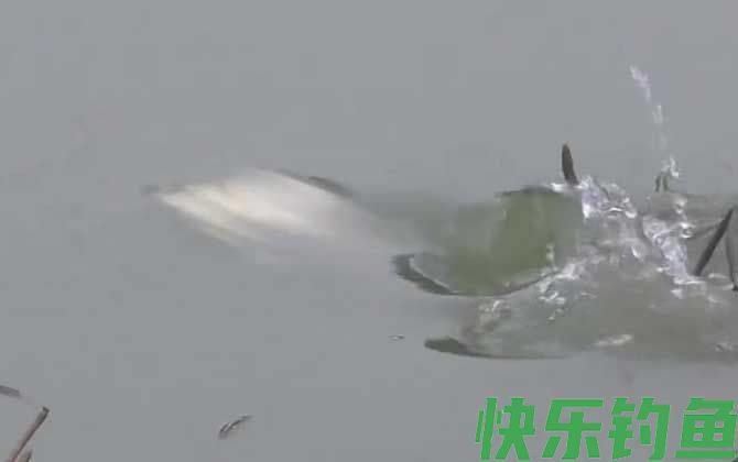 春季钓鱼