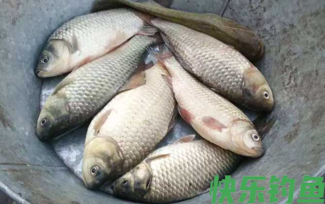 初春钓鲫鱼