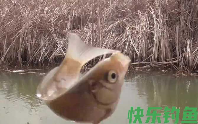 野钓