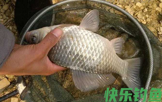 鲫鱼