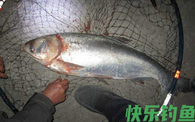 冬天钓鲢鱼