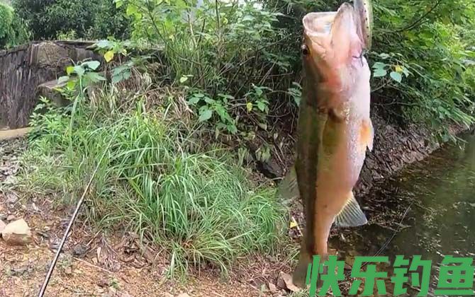 淡水鲈鱼