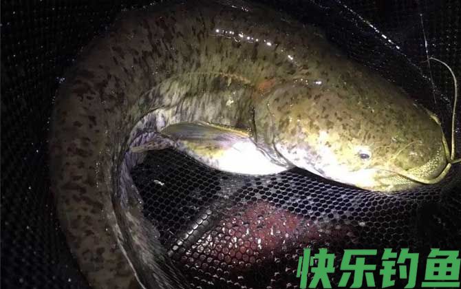 钓鲶鱼