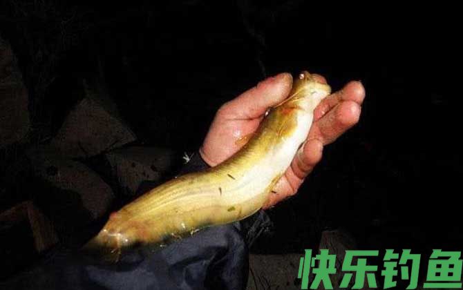 钓鲶鱼