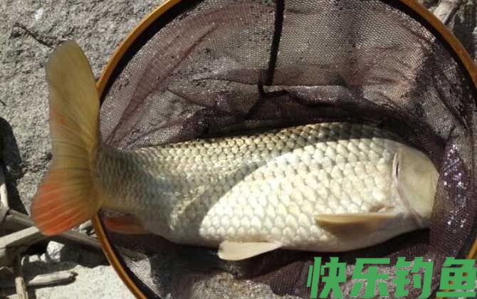 鲤鱼