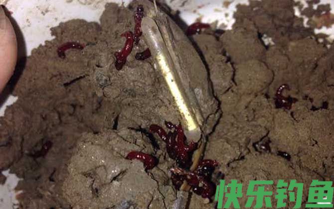 红虫