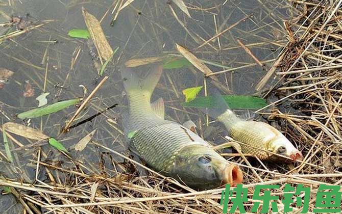 红虫