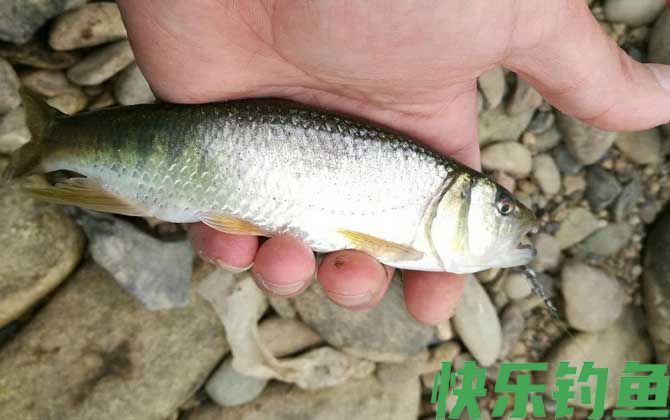 马口鱼