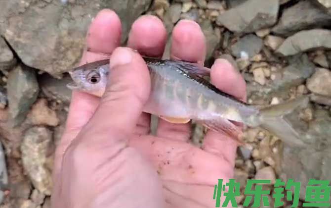 马口鱼