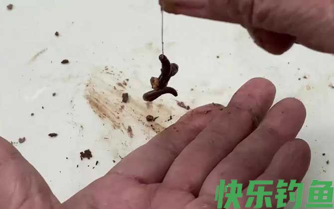 蚯蚓