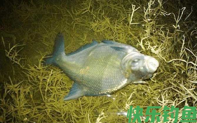 鳊鱼