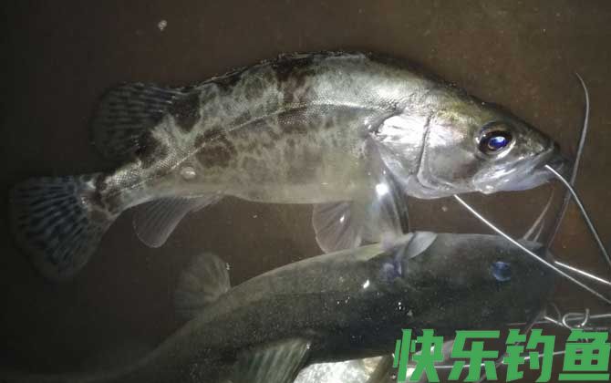 路亚