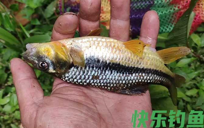 溪石斑