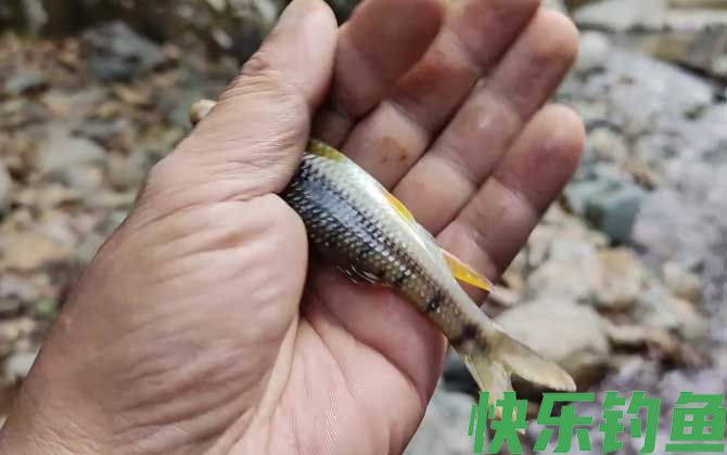 溪石斑