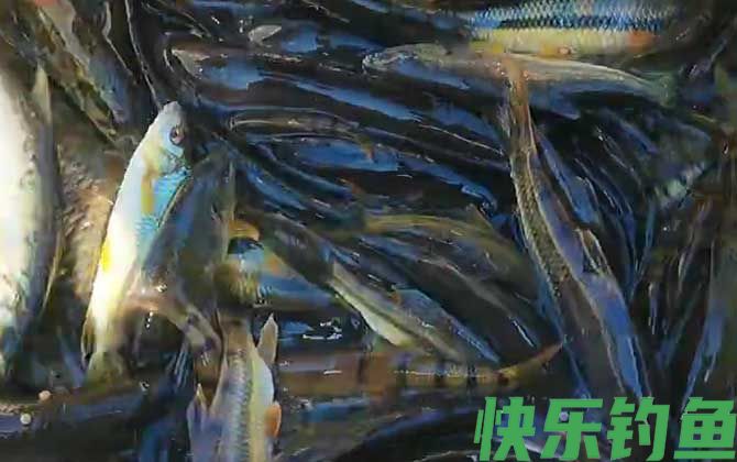 溪石斑