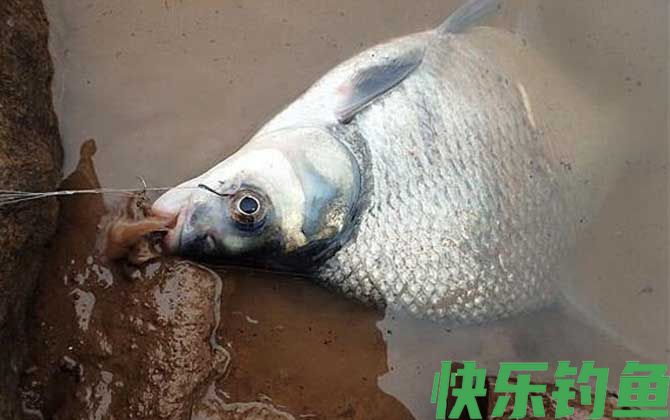 鳊鱼