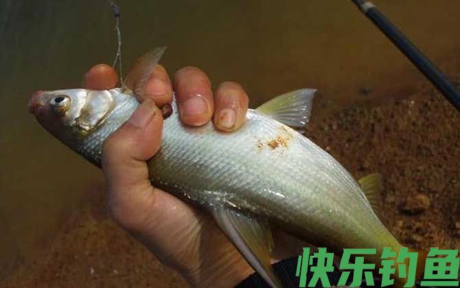 鳊鱼