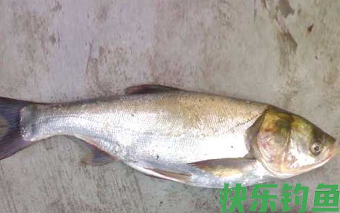 鲢鱼
