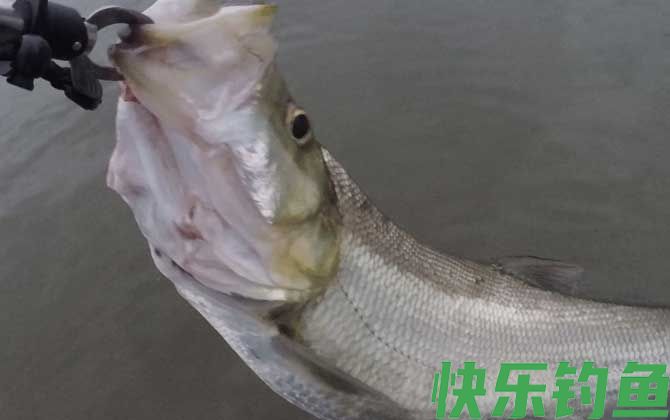 翘嘴
