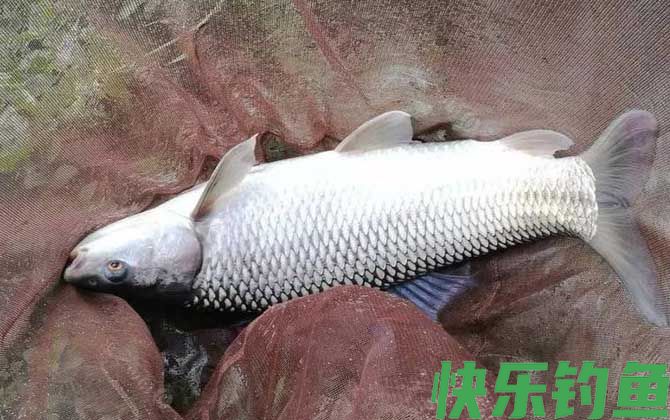 鲮鱼