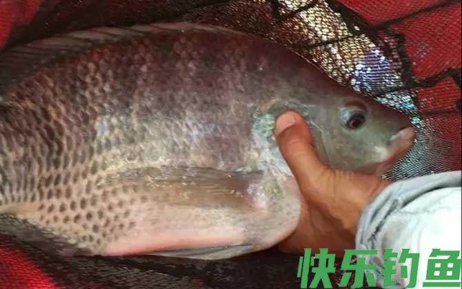 钓罗非鱼