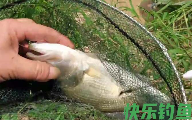 鲈鱼
