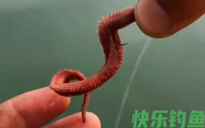 沙蚕钓鱼