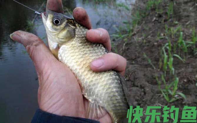 猪肝钓鱼好还是蚯蚓好钓？(图1)