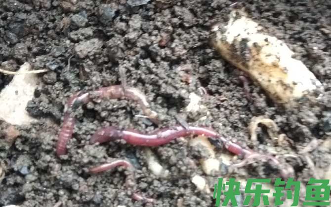 猪肝钓鱼好还是蚯蚓好钓？(图2)