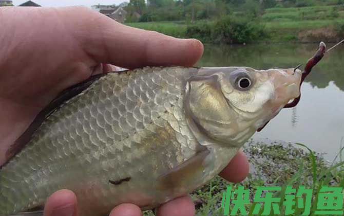 猪肝钓鱼好还是蚯蚓好钓？(图3)