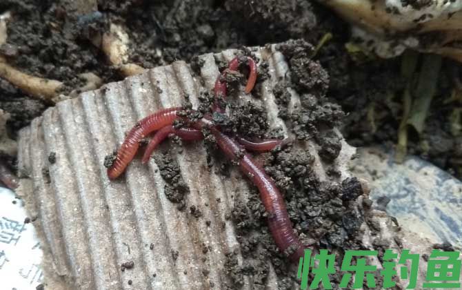 猪肝钓鱼好还是蚯蚓好钓？(图4)