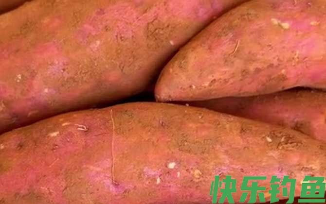 红薯钓鱼效果怎么样?(图2) 红薯钓鱼效果怎么样?(图2)