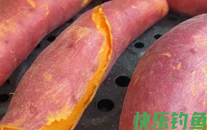 红薯钓鱼效果怎么样?(图1) 红薯钓鱼效果怎么样?(图1)