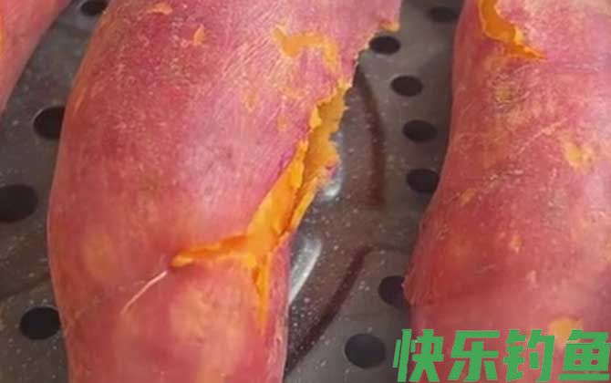 红薯钓鱼效果怎么样?(图4) 红薯钓鱼效果怎么样?(图4)
