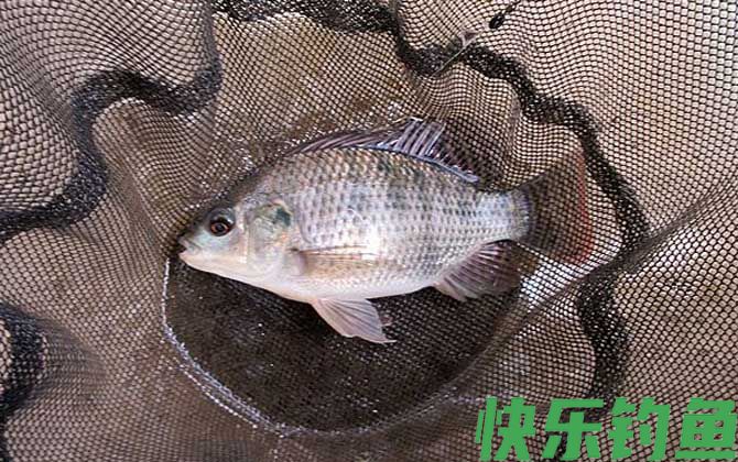 南方野钓罗非鱼饵料配方大全(图2) 南方野钓罗非鱼饵料配方大全(图2)