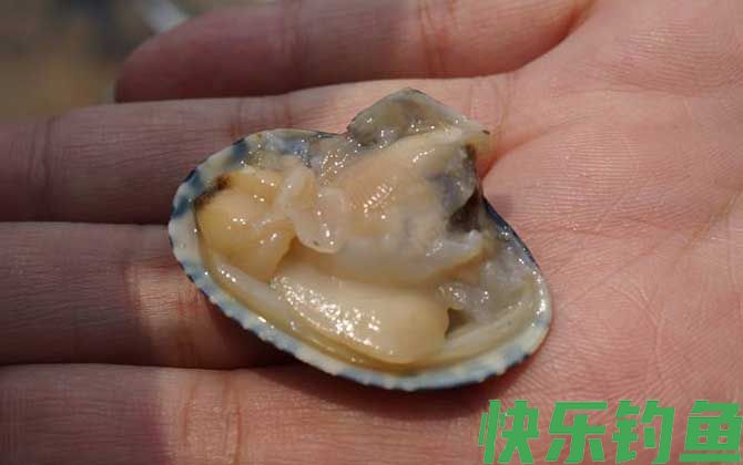 海钓用什么鱼饵?(图2) 海钓用什么鱼饵?(图2)