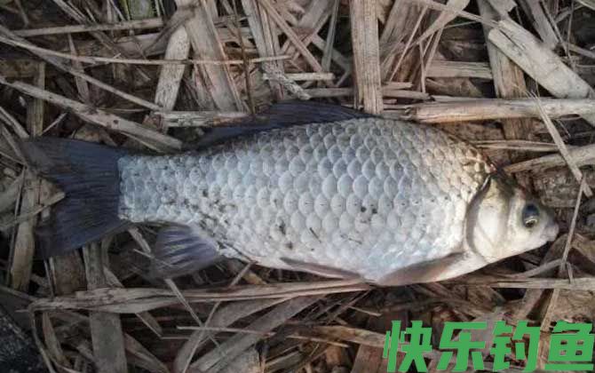 冬天钓鱼用蚯蚓好还是商品饵料好?(图3) 冬天钓鱼用蚯蚓好还是商品饵料好?(图3)