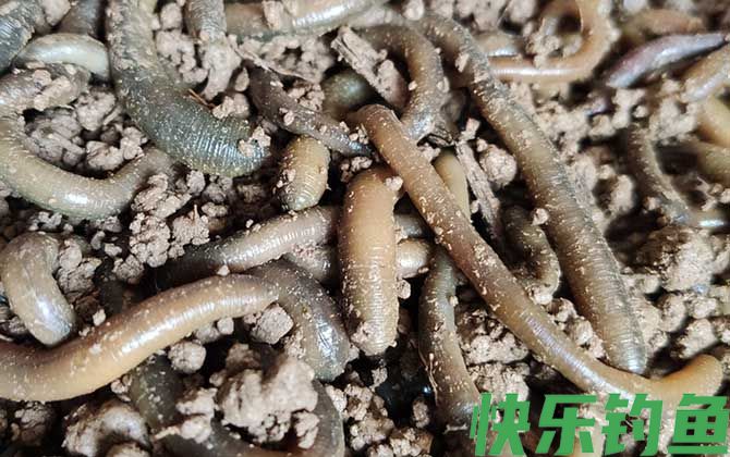 黑蚯蚓为什么难钓到鱼？(图2)