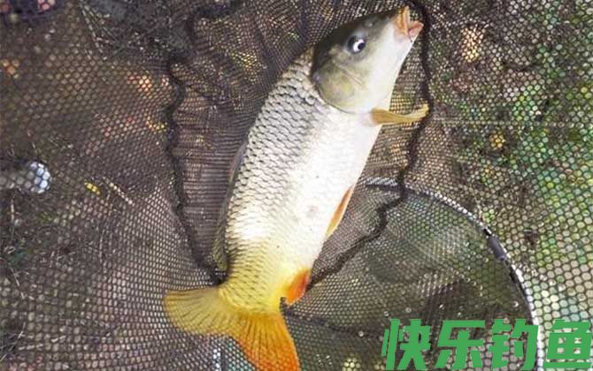 初春钓鲤鱼用什么饵料最好?(图1) 初春钓鲤鱼用什么饵料最好?(图1)