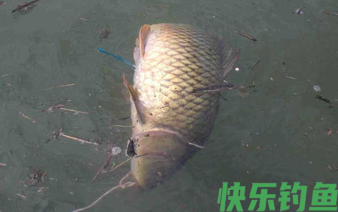 初春钓鲤鱼用什么饵料最好?(图4) 初春钓鲤鱼用什么饵料最好?(图4)
