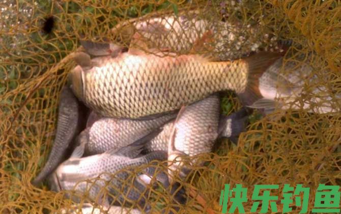 夏季钓鲤鱼的饵料配方大全(图4) 夏季钓鲤鱼的饵料配方大全(图4)