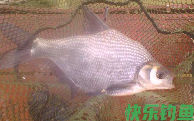 野钓鳊鱼