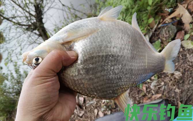 野钓鳊鱼